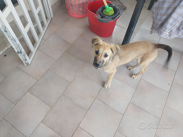 Cucciolo di meticcio