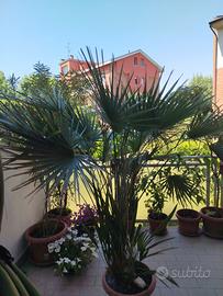 PALMA DA GIARDINO 2X2 mt.