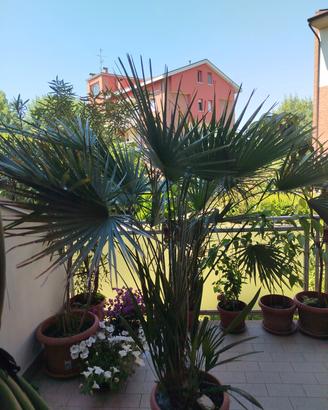 PALMA DA GIARDINO 2X2 mt.