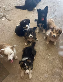Cuccioli Border Collie