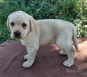 Cuccioli Labrador Retriever