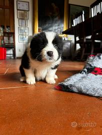 Border collie di alta genealogia