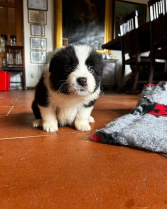 Border collie di alta genealogia