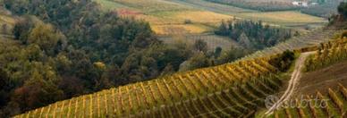 Azienda vinicola+noccioleti e bosco Alta Langa