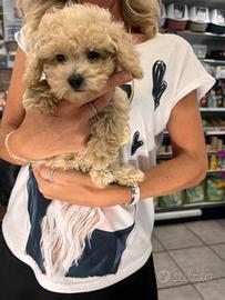 Cuccioli di Maltipoo