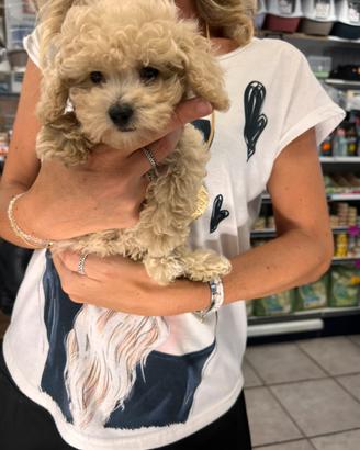 Cuccioli di Maltipoo