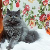 Cucciolo Maschio di Persiano