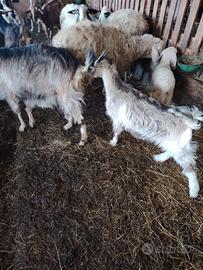 HO a disposizione caprette