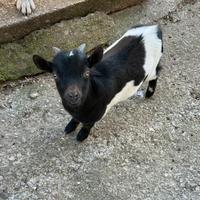 Capretto maschio nano