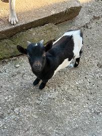 Capretto maschio nano