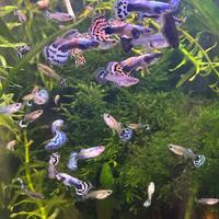 Guppy ear elephant solo ritiro prov Lecco