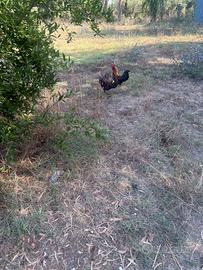 Coppie di galline chicchirinelle