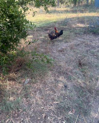 Coppie di galline chicchirinelle
