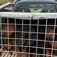 Dachsbracke da cinghiale