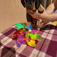 Cuccioli di bassotto nero focato