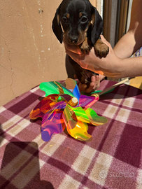 Cuccioli di bassotto nero focato