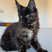 Cucciola Maine Coon