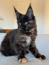 Cucciola Maine Coon