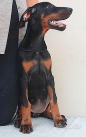Disponibile la femminuccia di dobermann