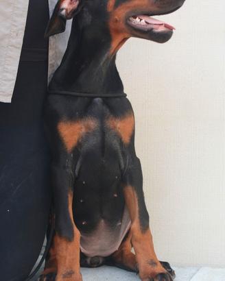 Disponibile la femminuccia di dobermann