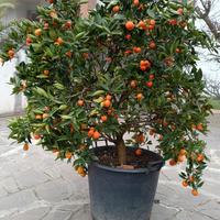 pianta di kucle
