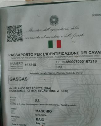 Cavallo sella Italiano