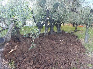 piante di olivo