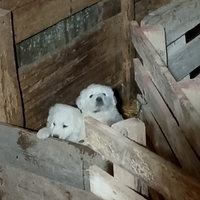 Disponibili cuccioli di pastore maremmano abruzzes