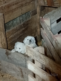 Disponibili cuccioli di pastore maremmano abruzzes