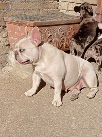 Bulldog Francese