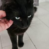 Gatto nero