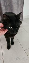 Gatto nero
