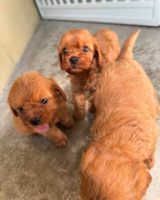 Cucciolata di cavapoo