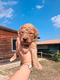 Cucciolo barboncino
