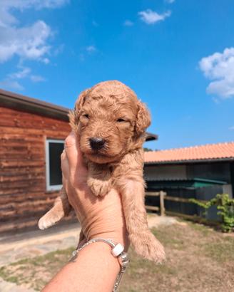 Cucciolo barboncino