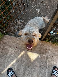Lagotto romagnolo con pedigree