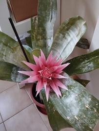 bromelia in fiore 