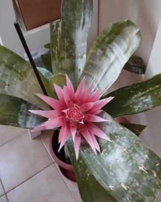 bromelia in fiore 