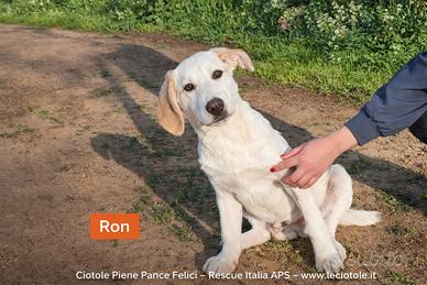 Ron cucciolo in adozione