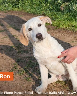 Ron cucciolo in adozione