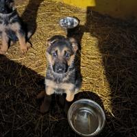 Cuccioli di pastore tedesco