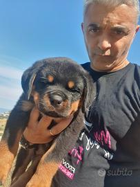 Cuccioli rottweiler