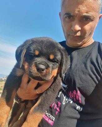 Cuccioli rottweiler