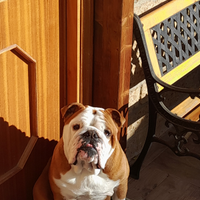 Bulldog inglese disponibile per monta