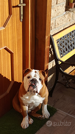 Bulldog inglese disponibile per monta