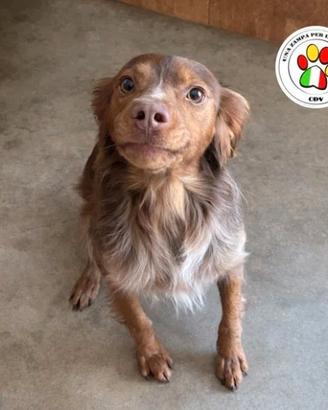 ZEN piccolo e pieno d'amore