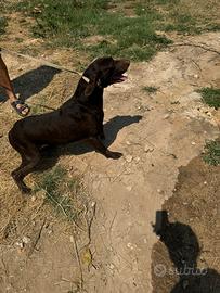 Bracco Tedesco