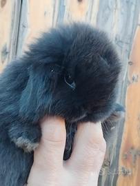 Conigli razza minilop