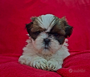 Cuccioli.di Shitzu