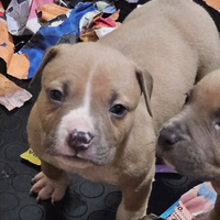 Pitbull ukc